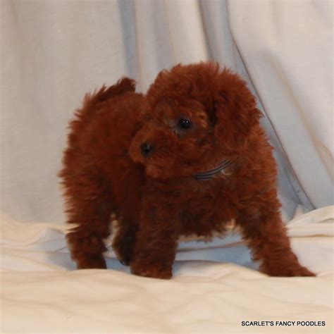 Red Standard Poodle Puppies For Sale