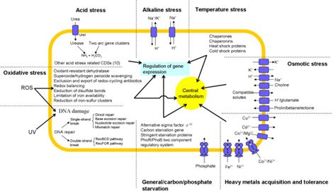 Metabolic Scheme Illustrating The Mechanisms Of Response Of Laribacter