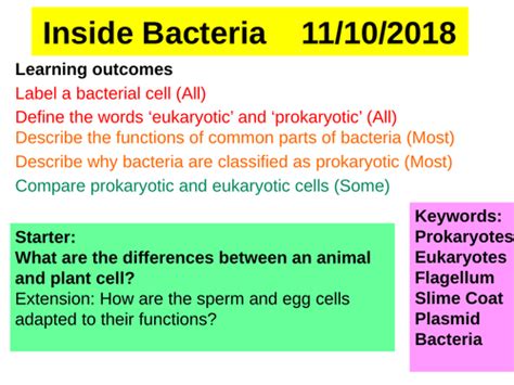 Inside Bacteria Edexcel Cb1 Sb1 Teaching Resources