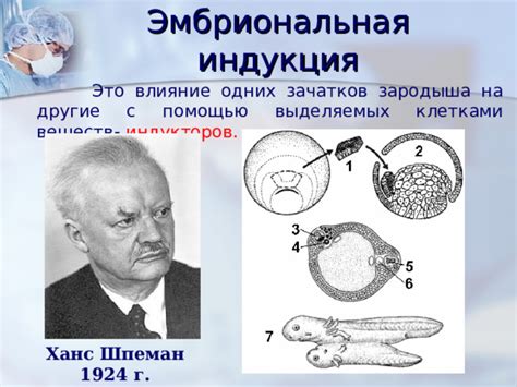 Презентация по теме "Онтогенез"