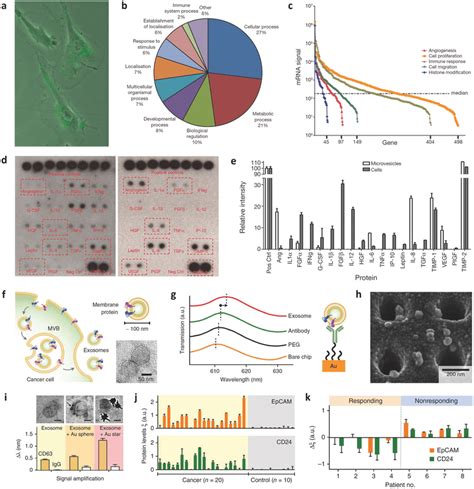 Cancer‐derived Exosomes With Tumor‐specificity For Serving As Download Scientific Diagram