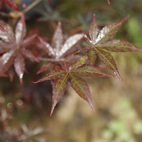 Acer Palmatum Ariake Nomura Japanese Maple Chinese Exporter