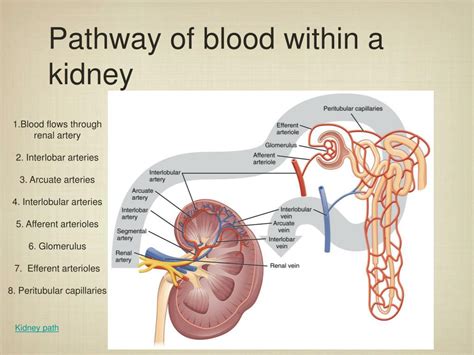 Diagram Of Blood And Urine Flow Through Kidney Renal Supply