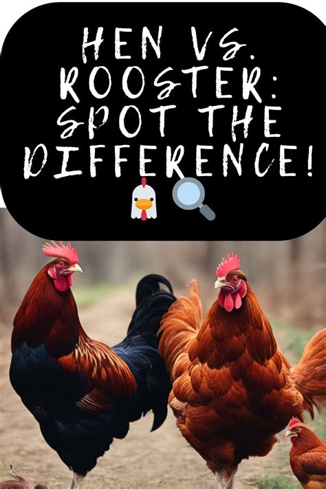 hen  rooster spot  difference rhode island red rooster