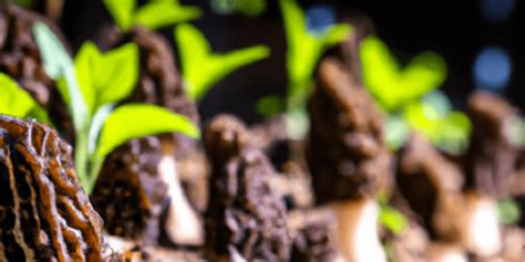 Comment Faire Pousser Des Morilles Chasseurs De Champignons