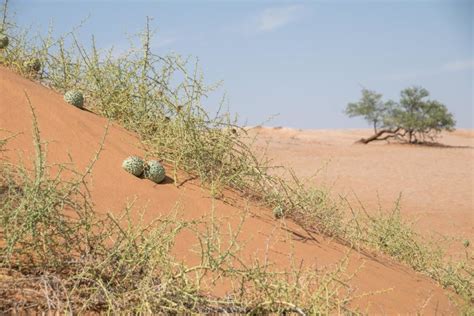 Nara Melons Bread Of The Namib Desert Bushguide 101