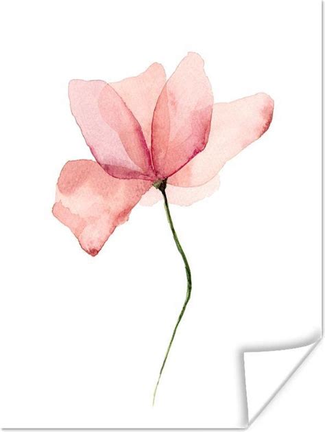 Poster Aquarel Illustratie Roze Bloem 60x80 Cm In 2021 Aquarellen