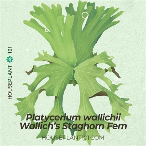 18 Staghorn Fern Varieties, Species, and Types