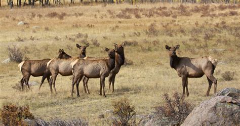 Montana Fwp Seeks Info On Two Poached Bull Elk Gohunt The Hunting