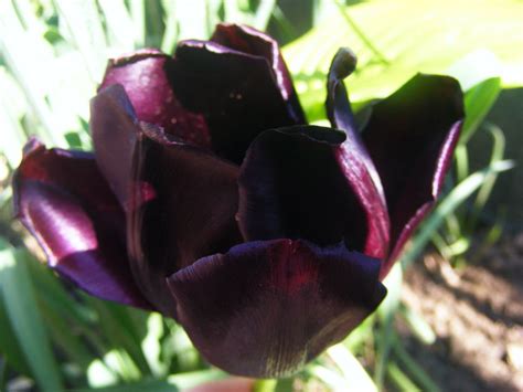 Florile Negre Din Gradina Mea