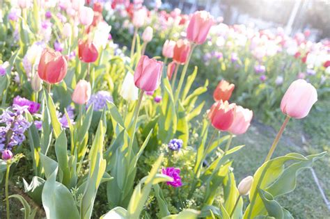 咲いたチューリップの花の写真素材 ぱくたそ