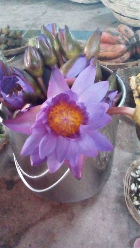 Blue Lotus Flower In India Home Alqu