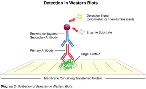 General Western Blot Protocol Leinco