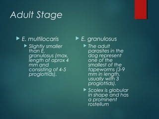 echinococcus | PPT