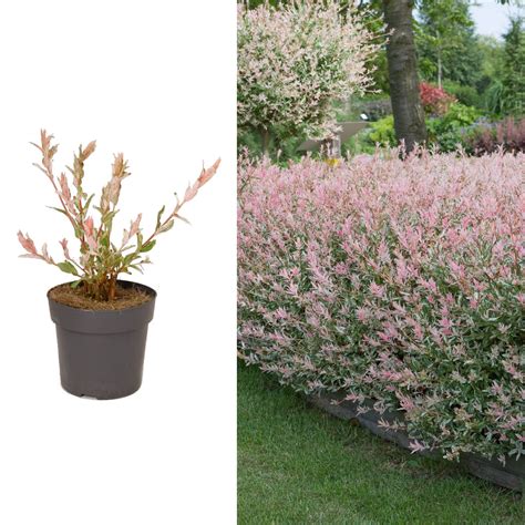 Buy Salix Hakuro Nishiki Flamingo Tree In A 14cm Pot Amazing Foliage Colour 3 S Online At