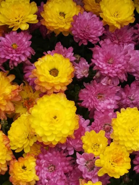 Solve Chrysanthemums Jigsaw Puzzle Online With Pieces