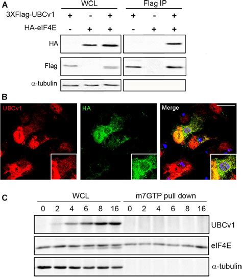 Frontiers African Swine Fever Virus Ubiquitin Conjugating Enzyme Interacts With Host