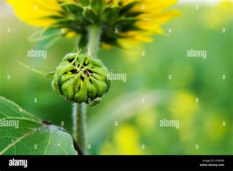 Wild Sunflower Helianthus Annuus Stock Photo Alamy