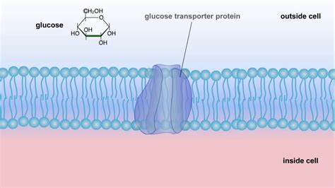 Cellular Respiration Glucose Mobilization Glucose Transport