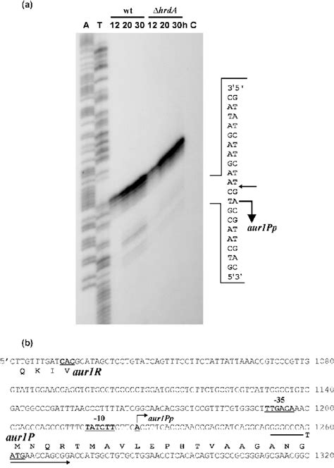 A High Resolution S1 Nuclease Mapping Of The Transcription Start Download Scientific Diagram