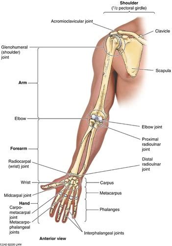 The Upper Extremity Laminated Anatomy Chart Atelier Yuwa Ciao Jp