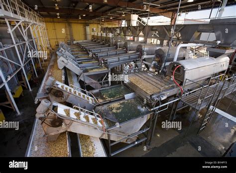 Pistachio Processing Facility The Freshly Harvested Nuts Are Washed