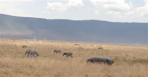 Safari De Jours Au Masai Mara Pour La Migration Des Gnous Getyourguide