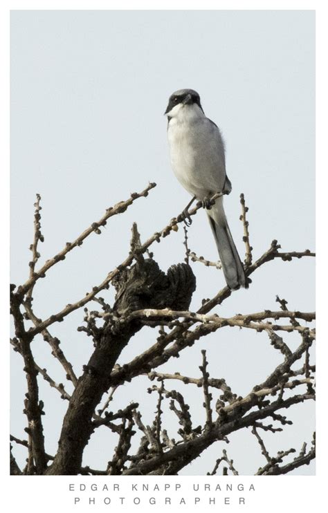 Loggerhead Shrike from 37888 Corral de Piedras de Arriba Gto México