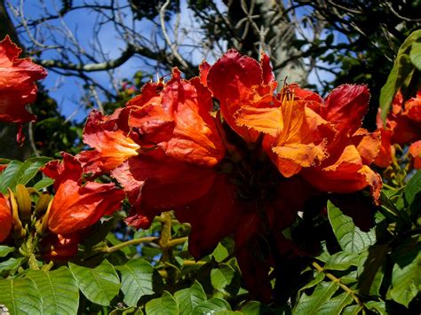 Spathodea campanulata - UF/IFAS Assessment - University of Florida ...