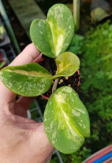 Hoya Obovata Variegata Splash Rooted Cutting Tropics Home