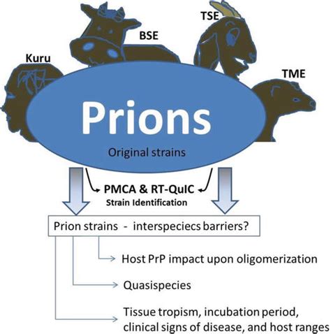 Prion Protein Strain Diversity and Disease Pathology | IntechOpen