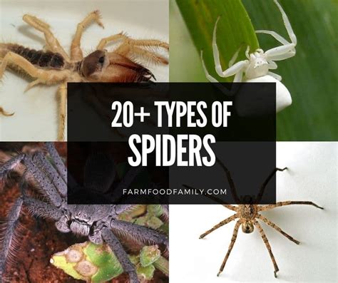 20 Different Types Of Spiders In The World Names Pictures