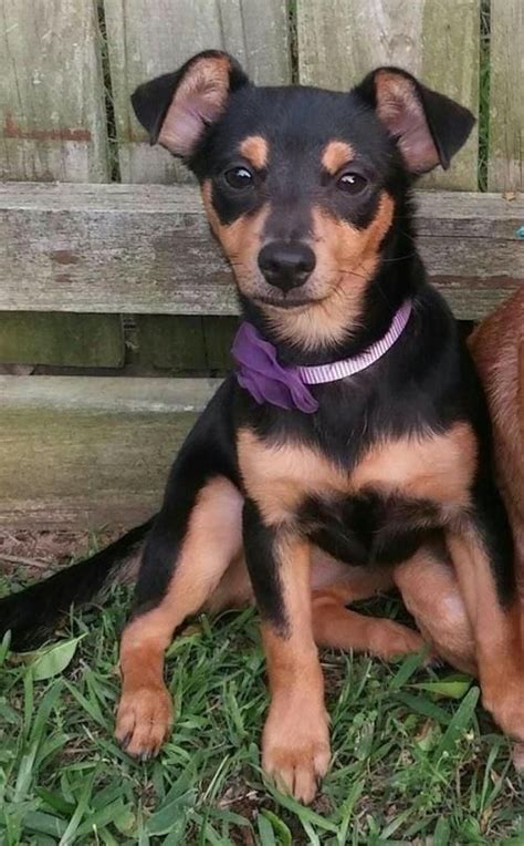 Mini Pinscher Chihuahua Mix Puppy Pets Lovers