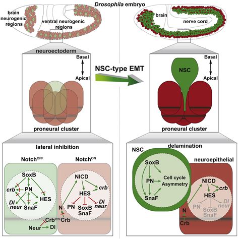 Drosophila Neuroblast Selection Is Gated By Notch Snail Soxb And Emt