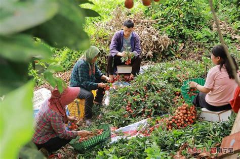 桂味荔枝、桂七芒果，金陵鎮的盛夏水果上市啦 每日頭條