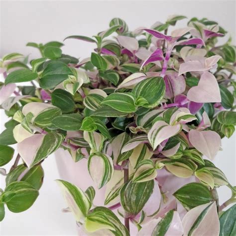 Tradescantia ‘quadricolor Farebné Rastliny Plantiziask