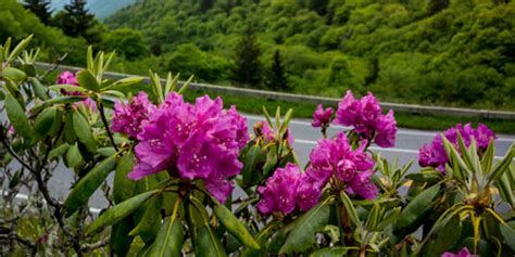 Smoky Mountain Wildflowers: When And Where To Find Them