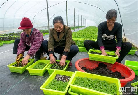 江西瑞昌：盆栽蔬菜 助农增收央广网