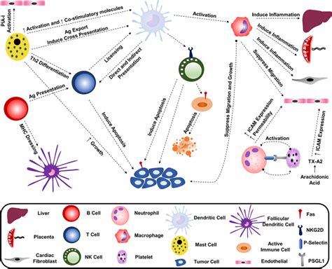 Interrelationship Between Immune Cells By Producing Exosomes Each