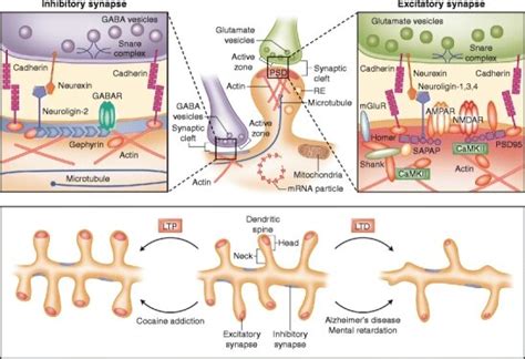 Molecular Architecture Of Inhibitory And Excitatory Synapses The Top