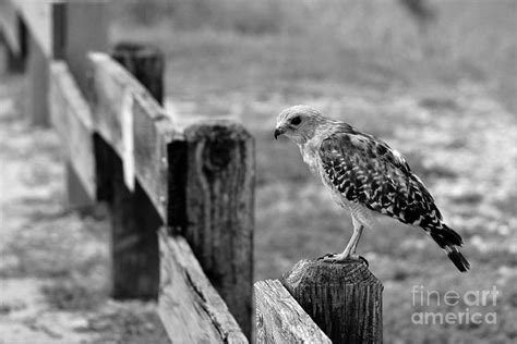 Riding The Rail Photograph By Donald Sawin Fine Art America