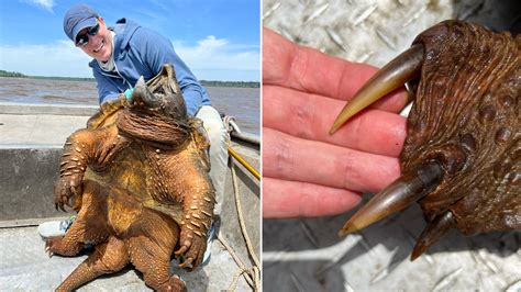 Fisherman Hooks Prehistoric 200 Pound Alligator Snapping Turtle Before