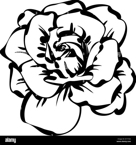A Black And White Sketch Of Rose Stock Photo Alamy