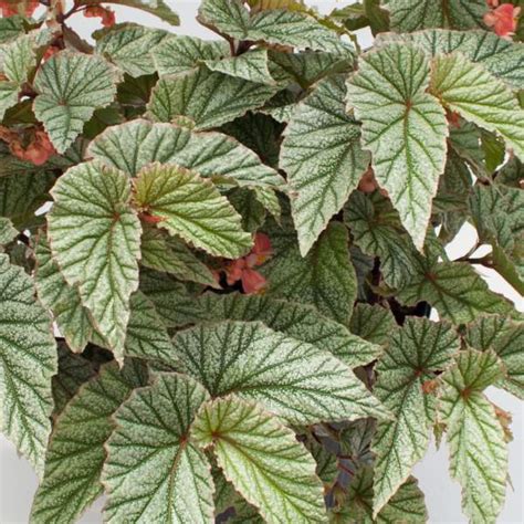 Angel Wing Begonia Varieties Flash Sales Cityofclovis Org