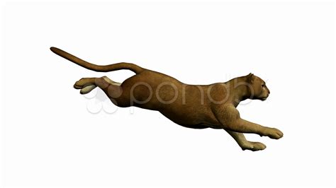 Puma Animal Running