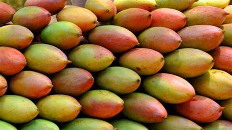 Mango Season In India From Dasheri To Alphonso 6 Types Of Mangoes That Are Absolutely