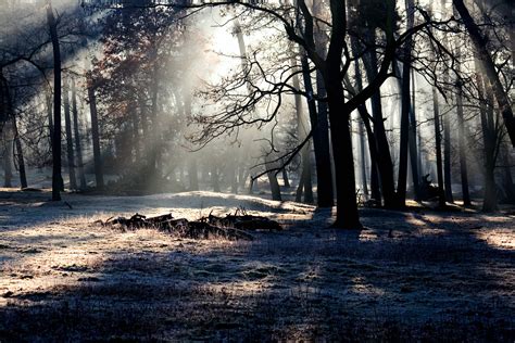 Gambar Pohon Alam Hutan Salju Musim Dingin Cahaya Kabut Sinar