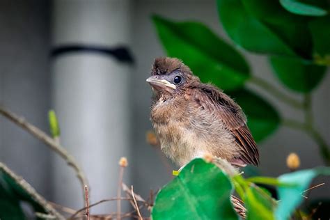 Cardinal Fledgling Bird Baby - Free photo on Pixabay - Pixabay