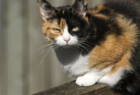 449 Calico Cat Names BEST 2025 Choices Blog Of Tom