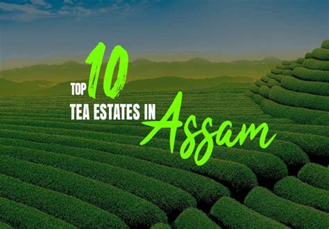 Top 10 Tea Estates In Assam